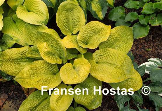 Hosta Pretty Peggy